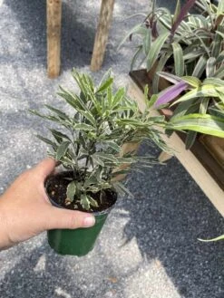 False Aralia Or Dizygotheca Elegantissima Bianca 4" Pot Live Plan -Cheap Plantly Store 1A80CA56 EC1B 46CD B519 6E87B7A6F157 1 105 c