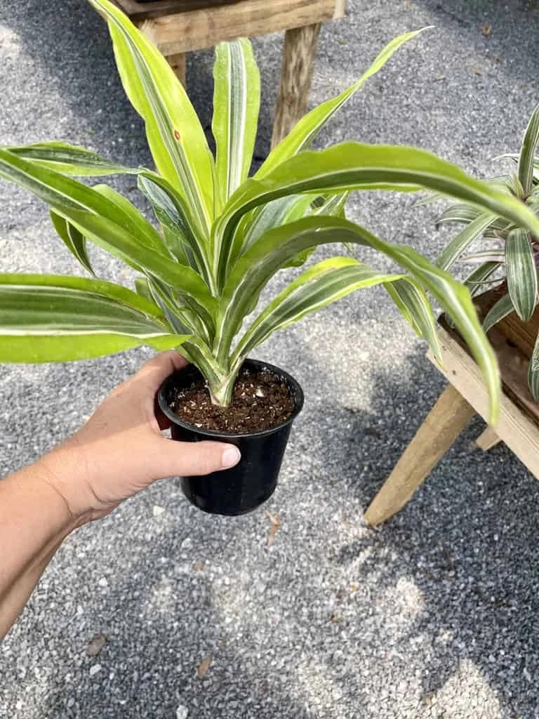 Dracaena Deremensis Or Dragon Tree Lemon Surprise 4 Inch Pot Live Plant 6 Dracaena Deremensis Or Dragon Tree Lemon Surprise 4 Inch Pot Live Plant - Image 4