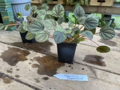 Peperomia Peppermill 2.5 Inch Tall Pot Live Plant 12 Peperomia Peppermill 2.5 Inch Tall Pot Live Plant -Cheap Plantly Store 1AB1D476 6280 427E 9102 8424ED1CD508 1 105 c