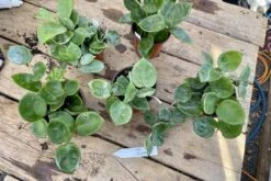 Hoya Chelsea Wax Flower Porcelain Flower 3 Inch Pot Plant 14 Hoya Chelsea Wax Flower Porcelain Flower 3 Inch Pot Plant -Cheap Plantly Store 1B5C534E 12D8 4F5A BBDA CFE8EA44EF39 1 201 a