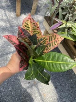 Croton Petra Josephs Coat 4 Inch Pot Live Plant
