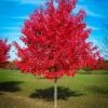Acer Brandywine Red Maple Tree Seedling -Cheap Plantly Store 1BRANDY