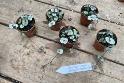 String Of Hearts Ceropegia Woodii Green 2" Pot Live Plant -Cheap Plantly Store 1CB47BDC 070D 4D4B 8431 39CDE0A8C1F1 1 201 a