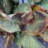 Canna Phasion -- 1 Rhizome (will Multiply) -Cheap Plantly Store 1D5D5E0C 49AD 423D 932D 67F998BF76DB