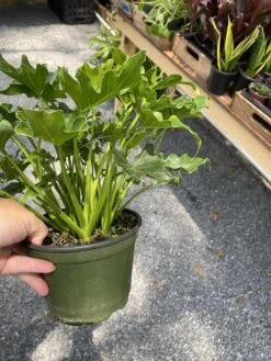 Philodendron Selloum Little Hope 6" Pot Live Plant -Cheap Plantly Store 1DFEF377 E198 4C38 9D44 2430D9BE8B34 1 105 c