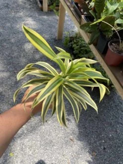 Dracaena Song Of India 4" Pot Live Plant -Cheap Plantly Store 1F399662 73F1 4862 A209 6A71CD0C522E 1 105 c