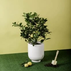 Meyer Lemon Citrus - Indoor/Outdoor Citrus 7 Meyer Lemon Citrus - Indoor/Outdoor Citrus -Cheap Plantly Store 1 VIA MothersDay Hero