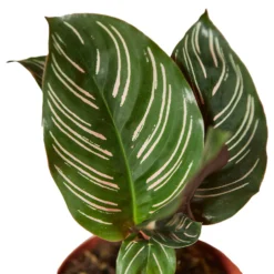 Pinstripe Plant | Calathea Goeppertia Ornata | Exotic Houseplant -Cheap Plantly Store 1a2fdea3 c96b 5264 97bd d74d2321e3bf 938x938
