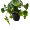 Pilea Peperomioides 'Chinese Money' Plant - LIMITED SUPPLY -Cheap Plantly Store 2 1