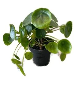 Pilea Peperomioides 'Chinese Money' Plant - LIMITED SUPPLY
