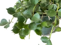 Beautiful Hoya Curtisii In A 4 Inch Pot! Blooms Are Amazing! -Cheap Plantly Store 2 13