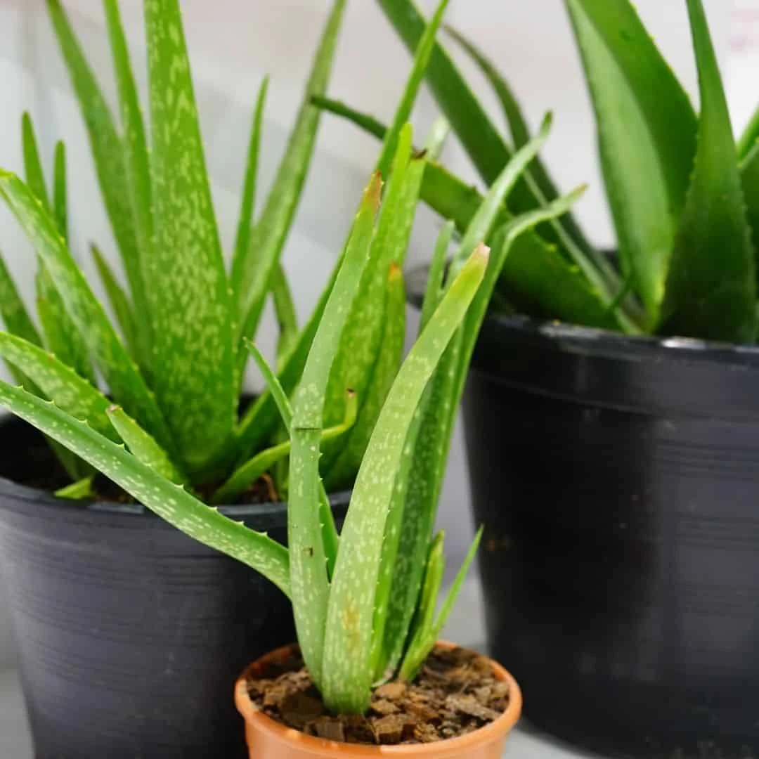 Aloe Vera Plant | Easy-to-Grow Succulent Plant | 6-inch Pot 6 Aloe Vera Plant | Easy-to-Grow Succulent Plant | 6-inch Pot - Image 4