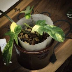 Philodendron Florida Beauty Variegated -Cheap Plantly Store 2 IMG 0667