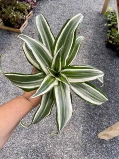 Dragon Tree Or Dracaena Warneckii White Jewel 4" Pot Live Plant -Cheap Plantly Store 20022DA8 99B1 4317 AE4D FBB30B13E0A8 1 105 c