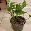 Monstera Adansonii - 6" 1 Monstera Adansonii - 6" -Cheap Plantly Store 20210325 200304 rotated 1