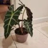 Alocasia Amazonica Polly 1 Alocasia Amazonica Polly -Cheap Plantly Store 20210325 200555 rotated 1