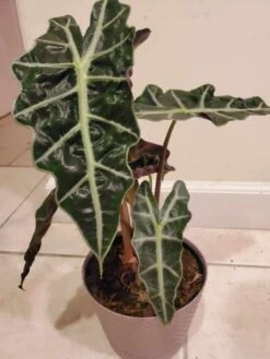 Alocasia Amazonica Polly -Cheap Plantly Store 20210325 200559 rotated 1