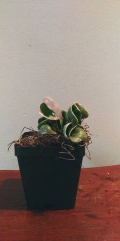 Variegated Hoya Carnosa