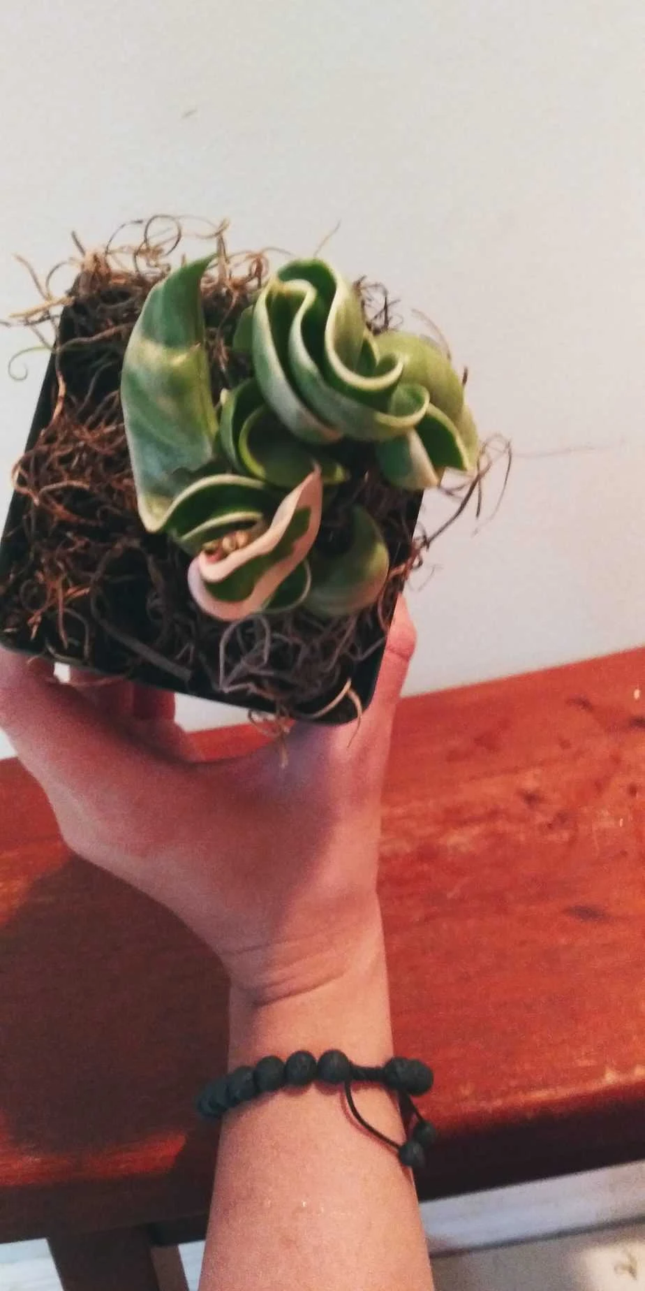 Variegated Hoya Carnosa 6 Variegated Hoya Carnosa - Image 4