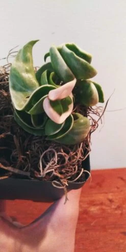 Variegated Hoya Carnosa 8 Variegated Hoya Carnosa -Cheap Plantly Store 20210809 140040 rotated 1