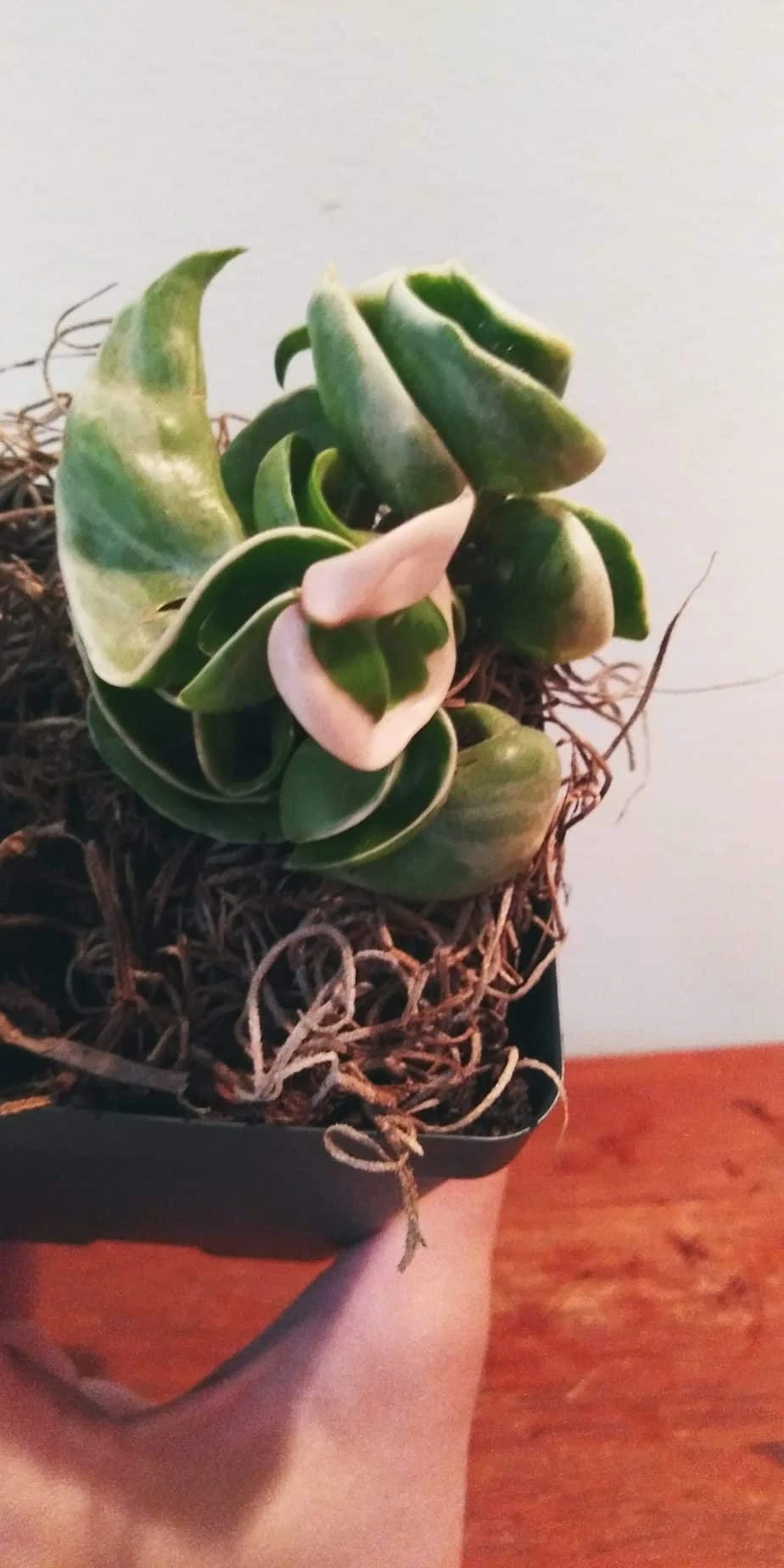 Variegated Hoya Carnosa 5 Variegated Hoya Carnosa - Image 3