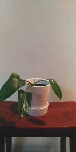 Philodendron Bipennifolium - "Horsehead Philodendron"