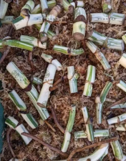 Monstera Albo Borsigiana "White Tiger" Lineage | WHOLESALE PRICING | 12 Single Node Cuttings -Cheap Plantly Store 2022 02 26 09.13.20R 3