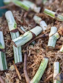 Monstera Albo Borsigiana -Cheap Plantly Store 2022 02 26 09.14.16R 1