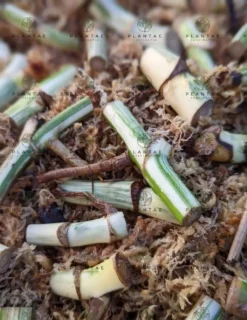 Monstera Albo Borsigiana "White Tiger" Lineage Misfit / Blemish Node Cutting -Cheap Plantly Store 2022 02 26 09.14.42R