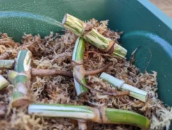 Monstera Albo Borsigiana "White Tiger" Lineage Double Node Cutting -Cheap Plantly Store 2022 02 26 09.15.24