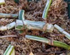 Monstera Albo Borsigiana "White Tiger" Lineage Double Node Cutting -Cheap Plantly Store 2022 02 26 09.15.37R