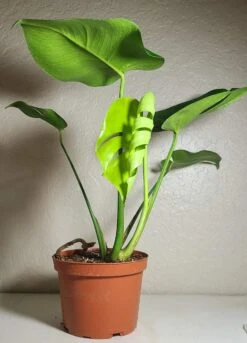 Monstera Deliciosa 7 Monstera Deliciosa -Cheap Plantly Store 20220215 184306
