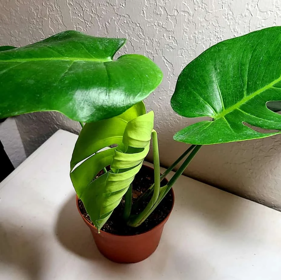 Monstera Deliciosa 4 Monstera Deliciosa - Image 2