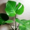 Monstera Deliciosa 1 Monstera Deliciosa -Cheap Plantly Store 20220215 184440