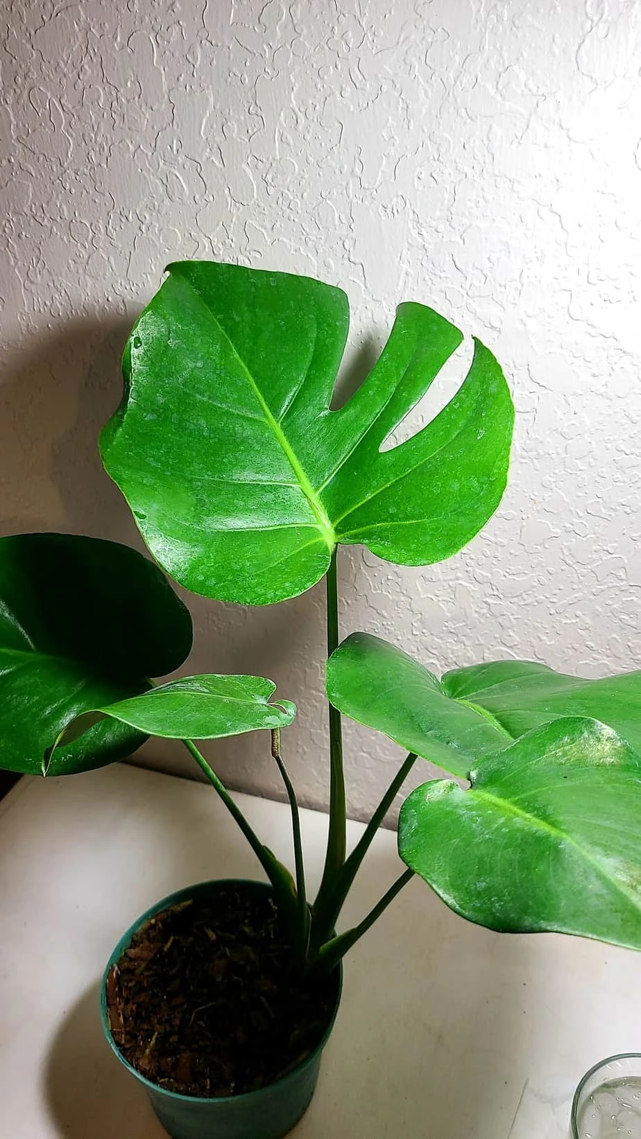 Monstera Deliciosa 3 Monstera Deliciosa