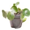 Pilea Peperomioides 2 Pilea Peperomioides -Cheap Plantly Store 20220328 174625 0000