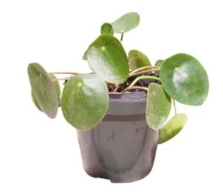 Pilea Peperomioides