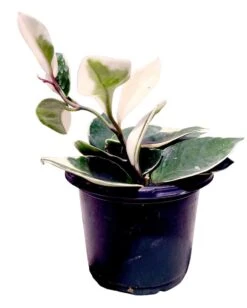 Hoya Krimson Queen -Cheap Plantly Store 20220403 161658 0000