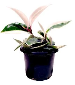 Hoya Krimson Queen -Cheap Plantly Store 20220403 162132 0000