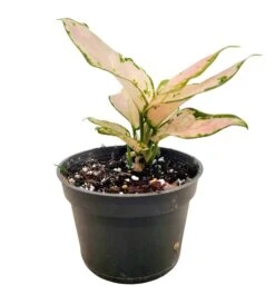 Aglaonema Lucky Red -Cheap Plantly Store 20220412 055811 0000