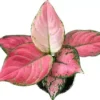 Aglaonema Lucky Red -Cheap Plantly Store 20220412 061257 0000