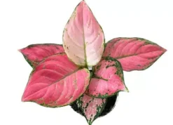 Aglaonema Lucky Red