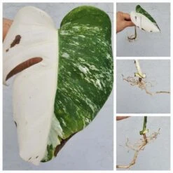 Monstera Albo Variegated Mid Cut US Grown -Cheap Plantly Store 20220514 131803