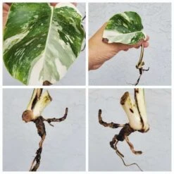 Monstera Albo Variegated Mid Cut US Grown -Cheap Plantly Store 20220514 131923