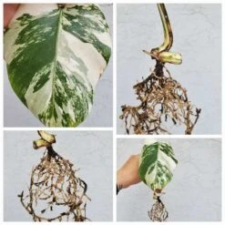 Monstera Albo Variegated Mid Cut US Grown -Cheap Plantly Store 20220514 132059