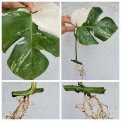 Monstera Albo Variegated Mid Cut US Grown -Cheap Plantly Store 20220514 132138