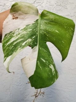 Monstera Albo Variegated Mid Cut US Grown -Cheap Plantly Store 20220514 182023