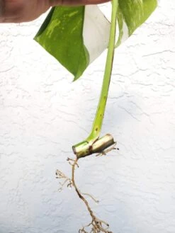 Monstera Albo Variegated Mid Cut US Grown -Cheap Plantly Store 20220514 182101