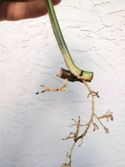 Monstera Albo Variegated Mid Cut US Grown -Cheap Plantly Store 20220514 182144