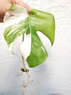 Monstera Albo Variegated Mid Cut US Grown -Cheap Plantly Store 20220514 182208